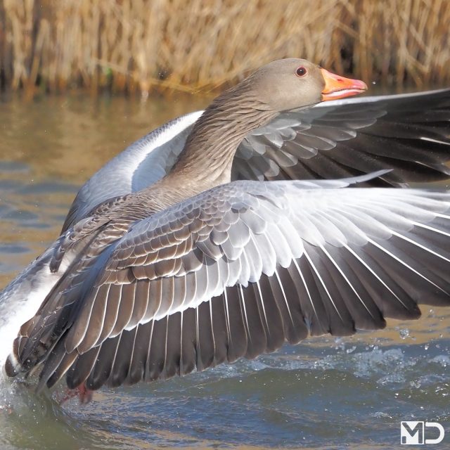 Ready for take off!

Met een paar snelle passen over het water kwam deze grauwe gans los. Vleugels wijd en elke veer zichtbaar.

Wist je dat de grauwe gans de wilde voorouder is van veel van onze tamme ganzen?

En dat ze in V formatie vliegen om energie te besparen tijdens langere vluchten?

– Grauwe gans | Greylag Goose / Kraaiennest, De Lier

#grauwegans #greylaggoose #vogelfotografie #Kraaiennest #natuur
#birdphotography #birdsofinstagram #wildlifephotography #waterbirds #birdlovers