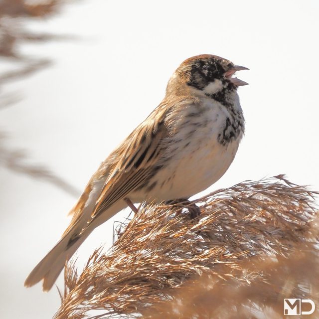 Hij zat daar boven in een riethalm, borst vooruit en zingen maar. Niet voorzichtig. Gewoon laten horen dat dit stukje riet bezet is.

Wist je dat rietgorzen hun zangpost bewust hoog kiezen zodat het geluid verder draagt over rietvelden en water?

Klein vogeltje. Groot bereik.

– Rietgors | Reed Bunting / Kraaiennest, De Lier

#rietgors #reedbunting #vogelfotografie #Kraaiennest #natuur
#birdphotography #birdsofinstagram #wildlifephotography #wetlandbirds #birdlovers