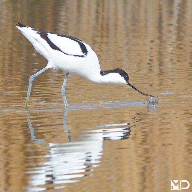Twee kluten voor de prijs van één. 

Wist je dat die opgewipte snavel speciaal is om zijwaarts door het water te maaien op zoek naar voedsel? 

En dat ze vaak in ondiep water staan te foerageren, waarbij ze continu die typische veegbeweging maken?

– Kluut | Pied Avocet / Wollebrand

#kluut #piedavocet #vogelfotografie #vogelsindetail #natuur #kust #watervogels #birdphotography #birdsofinstagram #wildlifephotography #coastalbirds #birdlovers