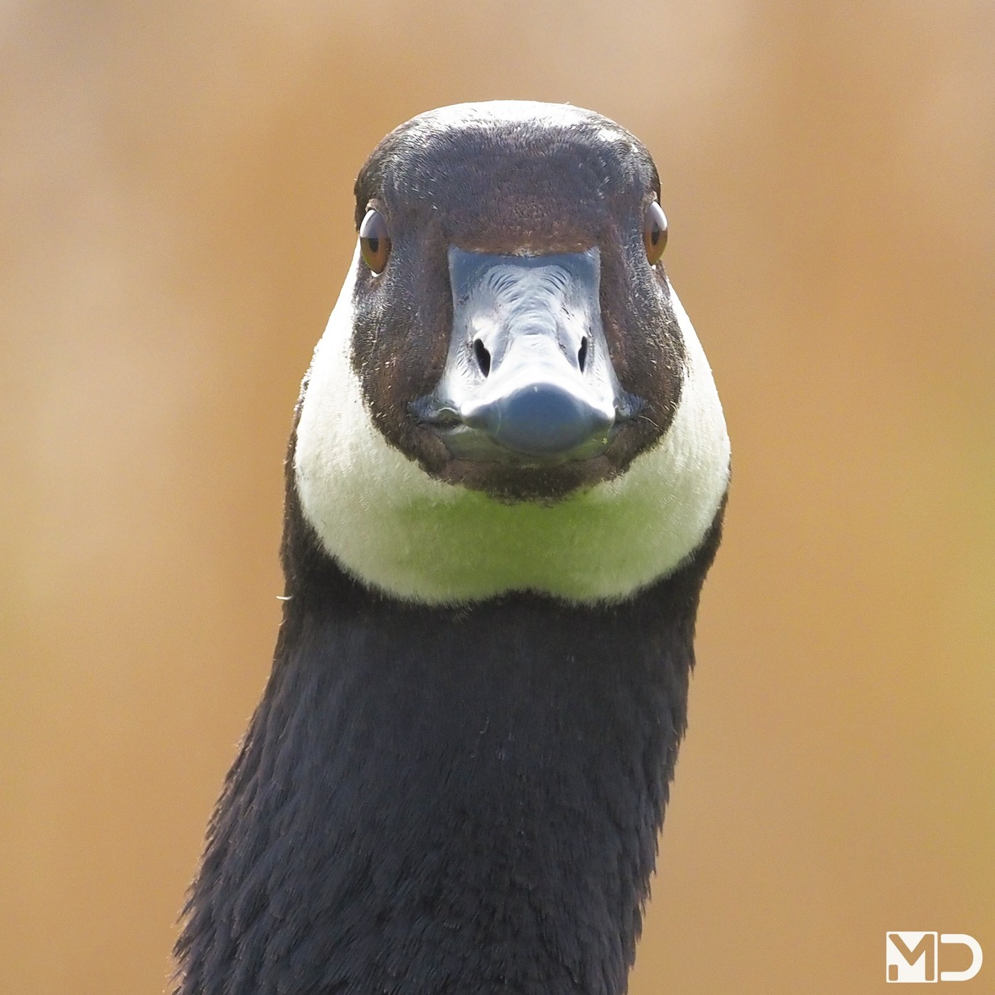 Soms heb je zo’n moment dat je denkt: dit is een goede foto.

En dan kijkt de gans je aan alsof hij zegt: “Dat dacht jij.”

Wist je dat Canadese ganzen behoorlijk assertief zijn als het om hun ruimte gaat?

Ik voelde me hier duidelijk te gast.

– Canadese gans | Canada Goose / Natuurgebied De Poelzone, ’s Gravenzande

#canadesegans #canadagoose #vogelfotografie #Poelzone #natuur #birds #gans