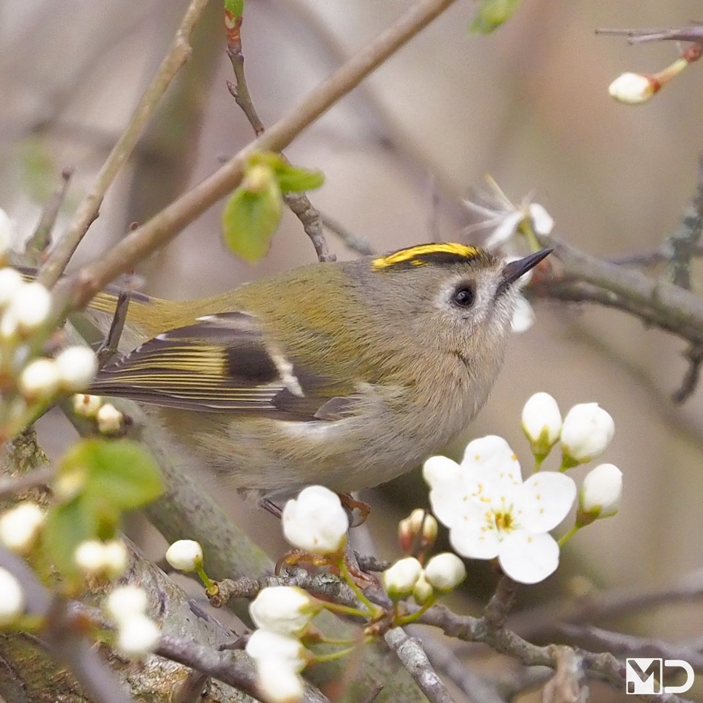 Geen paasei gevonden, wel dit.

Een goudhaantje tussen de bloesem. Klein, levendig en precies op het goede moment op de goede plek.

Het goudhaantje is niet alleen één van de kleinste vogels van Europa, maar ook één van de meest beweeglijke. Meestal ben je al te laat voordat je hem echt goed ziet.

– Goudhaantje | Goldcrest / Kraaiennest De Lier

#goudhaantje #goldcrest #vogelfotografie #vogelsindetail #lente #bloesem #birdphotography #birdsofinstagram #springbirds #naturelovers