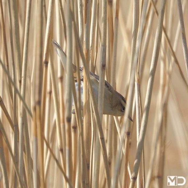 Zo’n vogel waarbij je eerst denkt dat je naar riet kijkt.

En dan ineens kijkt het riet terug.

De rietzanger houdt zich laag, beweegt slim en laat zich meestal pas zien als hij daar zelf zin in heeft.

Zijn zang is vaak veel opvallender dan zijn uiterlijk, en juist daarom hoor je hem meestal eerder dan dat je hem ziet.

– Rietzanger | Reed Warbler / Haakpolder, Hoek van Holland

#rietzanger #reedwarbler #vogelfotografie #vogelsindetail #natuur #birdphotography #birdsofinstagram #wetlandbirds #wildlifephotography #birdlovers