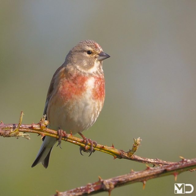 Die rode borst, dat gefluit, die houding. Alles aan deze kneu zei: kijk mij even.

En blijkbaar werkte het, want op de tweede foto verscheen ook het vrouwtje.

Bij kneuen is het mannetje in het broedseizoen een stuk contrastrijker gekleurd, terwijl het vrouwtje veel subtieler blijft.
Zelfde soort, compleet andere uitstraling.

– Kneu | Linnet / Haakpolder, Hoek van Holland

#kneu #linnet #vogelfotografie #vogelsindetail #natuur #birdphotography #birdsofinstagram #wildlifephotography #songbirds #birdlovers