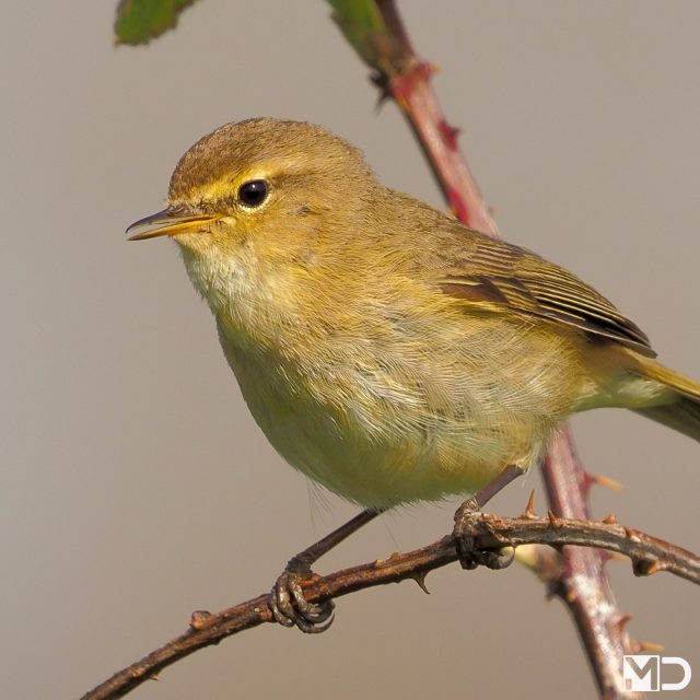 Dat moment dat je denkt: waar komt dat geluid vandaan? 
Je hoort ’m al een tijdje eindeloos zijn eigen naam roepen:“tjif tjaf”. En dan ineens zit hij daar.

Wist je dat de tjiftjaf één van de eerste trekvogels is die je in het voorjaar weer hoort in Nederland? 

– Tjiftjaf | Chiffchaff / Kraaiennest De Lier

#tjiftjaf #chiffchaff #vogelfotografie #vogelsindetail #natuur #birdphotography #birdsofinstagram #wildlifephotography #minimalnature #birdlovers
