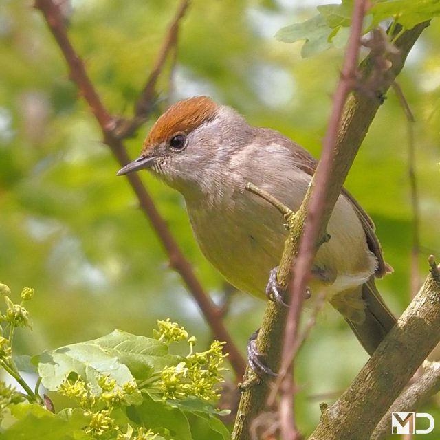 Welke vind jij mooier, het mannetje of het vrouwtje?

Iedereen heeft het altijd over het mannetje met die herkenbare zwarte kop.
Maar eerlijk… ik ga voor het vrouwtje.

Die kastanjebruine tint op haar kop voelt zachter en warmer. Minder hard contrast, meer detail als je blijft kijken.

– Zwartkop | Blackcap / Schijndel

#zwartkop #blackcap #vogelfotografie #vogelsindetail #natuur #birdphotography #birdsofinstagram #wildlifephotography #songbirds #birdlovers