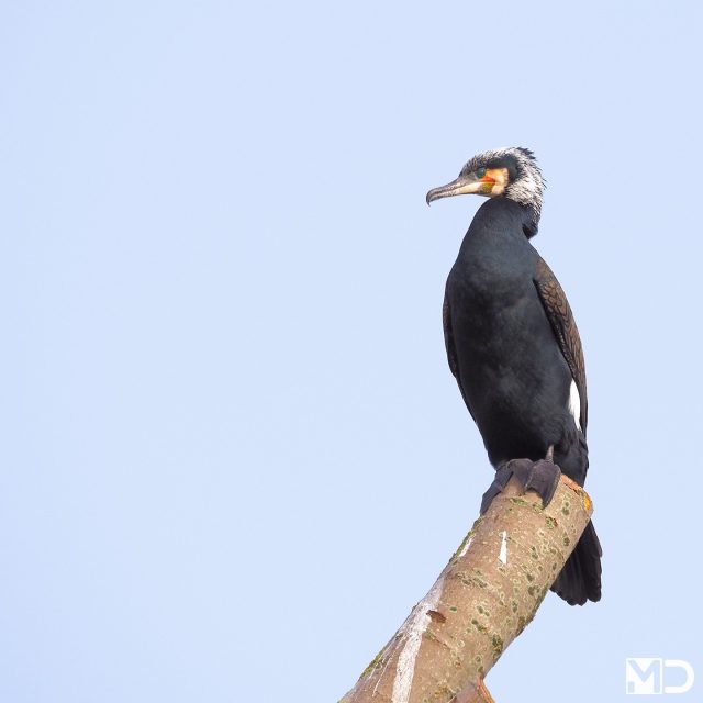 Deze aalscholver zit precies op het moment dat hij op z’n opvallendst is. Normaal strak zwart. Nu ineens met een witte kruin alsof hij even iets nieuws probeert. 

Wist je dat die witte veren onderdeel zijn van het broedkleed en een rol spelen bij het aantrekken van een partner?

En dat aalscholvers hun vleugels vaak spreiden om te drogen omdat hun veren minder waterafstotend zijn dan bij andere watervogels?

– Aalscholver | Great Cormorant / Plas van Alle Winden, Naaldwijk

#aalscholver #greatcormorant #vogelfotografie #vogelsindetail #natuur #waterbirds #birdphotography #birdsofinstagram #wildlifephotography #birdlovers