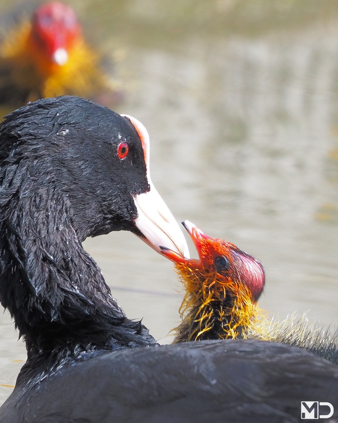 Respect voor alle moeders.

Hard werken, altijd bezig, alles doen voor de kinderen.
Soms ten koste van jezelf, maar zelden klagen.

Je ziet het bij deze vogels en vooral elke dag bij jou.

#moederdag #meerkoet #moeder #vogelfotografie #natuur #birdphotography #birdsofinstagram #wildlifephotography #waterbirds #respect