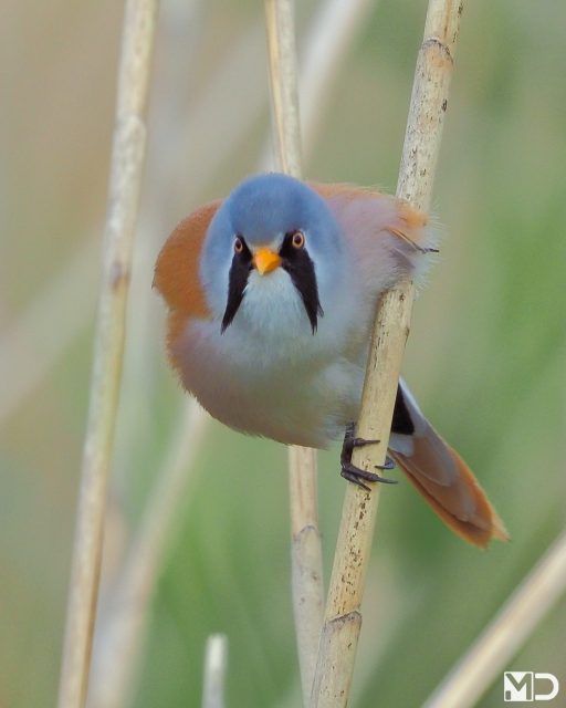 Dit is dus waarom ik hier geen genoeg van krijg.

Baardmannetjes druk in de weer met het vangen van insecten voor hun kroost. Geen pauze. Gewoon doorgaan. 

Het mannetje valt meteen op met die kenmerkende snor. Het vrouwtje beweegt net zo soepel door het riet. Het jonkie klimt nieuwsgierig steeds verder omhoog. En ergens hangt er eentje gewoon even tussen twee stengels alsof dat de normaalste zaak van de wereld is.

Wat een energie voor zo’n klein vogeltje.

– Baardmannetje | Bearded Reedling / Vlaardingen

#baardmannetje #beardedreedling #vogelfotografie #vogelsindetail #natuur #riet #birdphotography #birdsofinstagram #wetlandbirds #wildlifephotography