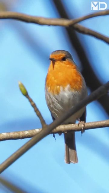 Even stil zijn en luisteren. Meer heb je soms niet nodig.
– Roodborst | European Robin 

#vogelfotografie #natuur #roodborst #europeanrobin #vogelfotografie