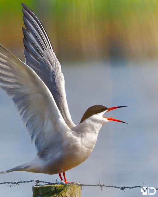 Rustig op die paal… en ineens volume op 100.

Deze visdief strekt zijn vleugels en laat zich meteen horen.
Geen subtiel geluidje, gewoon volle bak.

Visdieven staan bekend om hun schelle, scherpe roep die je vaak al hoort voordat je ze ziet. Zeker rond hun broedgebied laten ze zich goed gelden.

– Visdief | Common Tern / Kraaiennest, De Lier

#visdief #commontern #vogelfotografie #vogelsindetail #natuur #kust #birdphotography #birdsofinstagram #wildlifephotography #coastalbirds