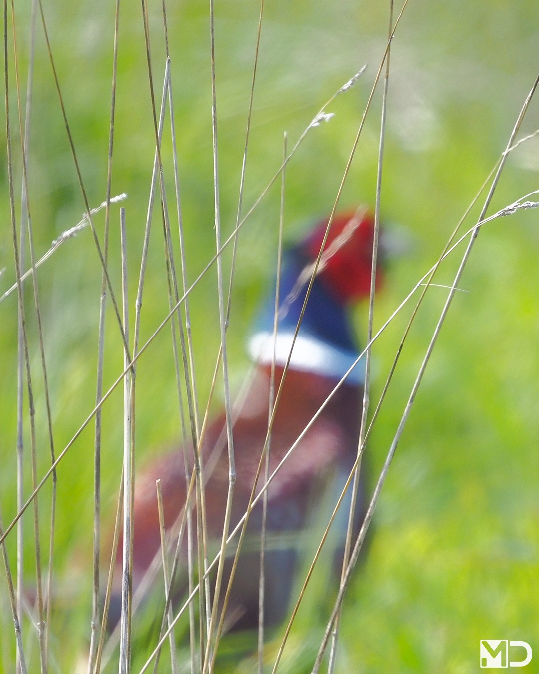 Niet elke foto is raak.
Soms zit je er net naast.
Focus net niet goed, moment net gemist.
En soms hou je gewoon dit over.
Met ergens een fazant.
Wat vinden jullie? Toch een geslaagde foto?
– Fazant | Common Pheasant / Kraaiennest, De Lier
#fazant #commonpheasant #vogelfotografie #natuur #birdphotography #wildlifephotography #birdsofinstagram #naturelovers #behindtheshot #realnature