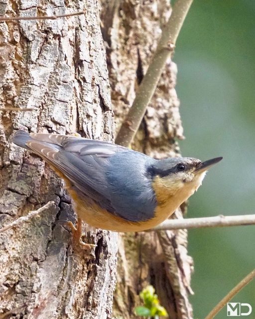 Dit is zo'n vogel waar ik nooit op uitgekeken raak.

Die kleuren alleen al. Het zachte blauwgrijs op de rug, de warme oranje buik en die zwarte oogstreep die hem altijd iets stoers geeft.

En dan die beweging. Geen enkele twijfel, geen aarzeling. Gewoon recht omhoog, omlaag of ondersteboven langs de stam alsof het de normaalste zaak van de wereld is.

Elke keer als ik een boomklever zie, blijf ik even kijken.

– Boomklever | Eurasian Nuthatch / Korte Duinen, Soest

#boomklever #eurasiannuthatch #vogelfotografie #birds #vogels #Soest #birdphotography #birdsofinstagram #wildlifephotography #forestbirds #vogelsindetail