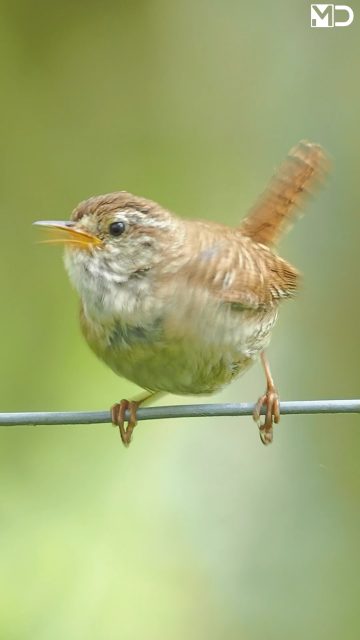 Sommige vogels hoef je niet te horen zingen om indruk te maken.

Deze winterkoning liet alleen zijn korte, scherpe roep horen. Alsof hij even wilde laten weten dat hij er was. 

We hebben minutenlang staan genieten van dit kleine vogeltje met een uitstraling die veel groter is dan hijzelf.

– Winterkoning | Eurasian Wren / Kennemerduinen

#winterkoning #eurasianwren #vogelfotografie #vogelsindetail #birdphotography #birdsofinstagram #wildlifephotography #forestbirds #naturelovers #birdlovers