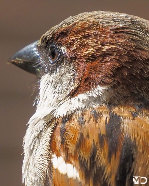 De mussen vallen van het dak. Ik had het geluk deze nog te mogen vastleggen.

Je ziet ze overal. En juist daardoor vergeet je soms om ze goed te bekijken.

Van dichtbij zie je pas hoeveel detail erin zit. Het grijs, warmbruin, zwart en die kleine patronen die van een afstand compleet wegvallen.

Huismussen leven al eeuwen dicht bij mensen en bouwen hun nesten het liefst onder dakpannen, in gaten van muren of ergens waar wij nét niet bij kunnen.

En ondanks hoe normaal ze voelen, verdwijnen ze op veel plekken langzaam uit het straatbeeld.

– Huismus | House Sparrow

#huismus #housesparrow #vogelfotografie #vogelsindetail #natuur #birdphotography #birdsofinstagram #wildlifephotography #gardenbirds #birdlovers