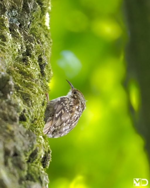 Je ziet eerst beweging langs de stam.

En dan ineens dat kleine lijfje dat omhoog kruipt alsof hij haast heeft.

Deze boomkruiper bij de Korte Duinen in Soest deed precies waar boomkruipers goed in zijn: omhoog werken, stukje voor stukje, op zoek naar insecten tussen de schors.

Hun kromme snavel is perfect gemaakt om kleine insecten en spinnen uit naden en kiertjes te halen.

En zodra ze boven zijn aangekomen, vliegen ze meestal weer terug naar beneden om opnieuw te beginnen. Eindeloze rondjes langs boomstammen.

– Boomkruiper | Eurasian Treecreeper / Korte Duinen, Soest

#boomkruiper #eurasiantreecreeper #vogelfotografie #vogel #bird #Soest #birdphotography #birdsofinstagram #wildlifephotography #forestbirds #vogelsindetail #birds #vogels