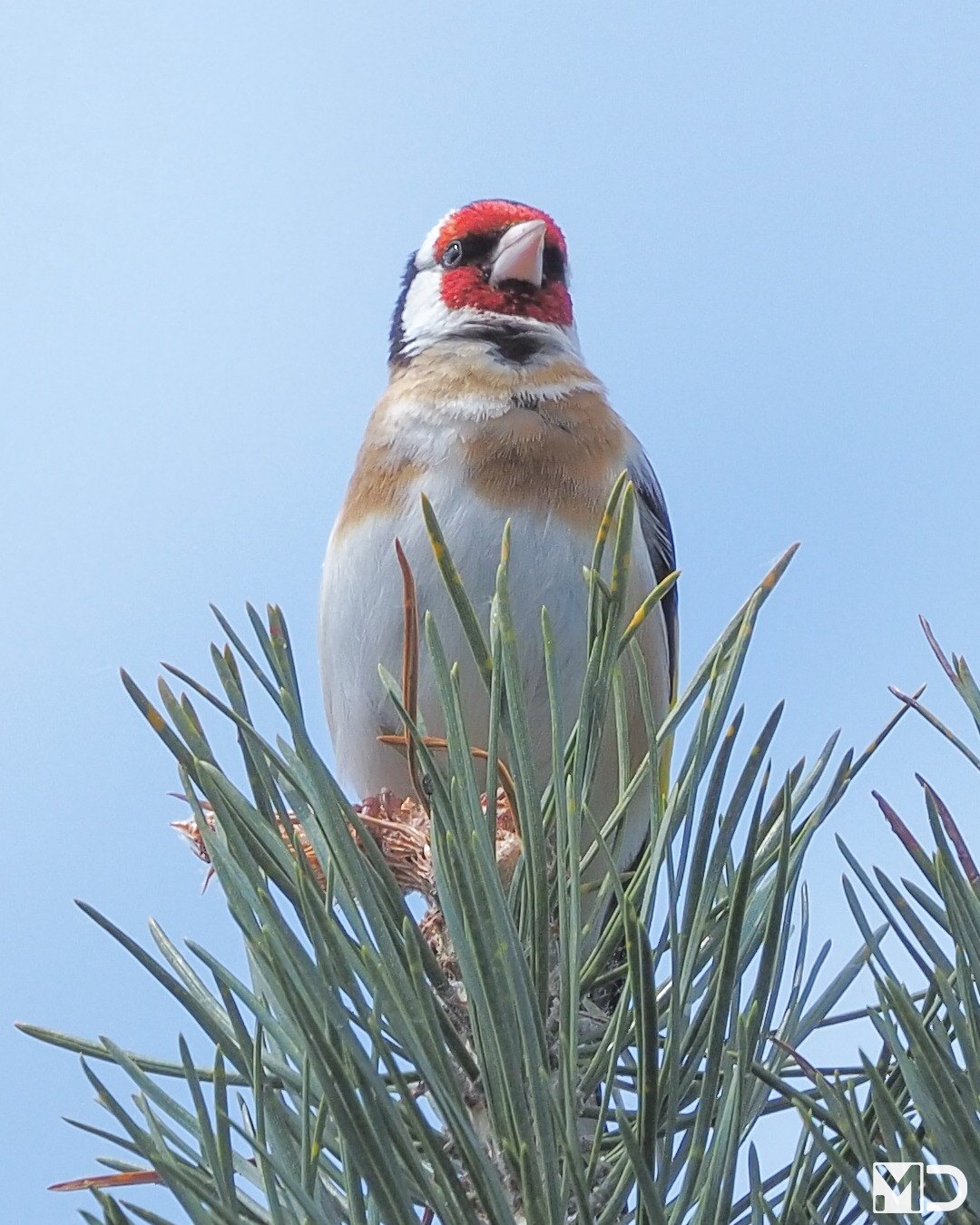 Je hoeft maar één blik op een putter te werpen en je weet meteen waarom dit zo'n fotogenieke vogel is.

Hoog boven in een dennenboom liet hij zich perfect zien. Die felrode kop springt er meteen uit.

De rode "masker" van een putter is niet alleen mooi. Hoe intenser de kleur, hoe aantrekkelijker het mannetje vaak is voor een partner.

– Putter | European Goldfinch 

#putter #europeangoldfinch #vogelfotografie #vogelsindetail #natuur #birdphotography #birdsofinstagram #wildlifephotography #songbirds #birdlovers
