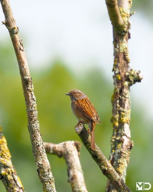 Je denkt al snel: gewoon bruin.

Tot je blijft kijken.

Deze heggenmus zat op een dode tak en liet precies zien waarom ik dat helemaal niet erg vind. Warm bruin, koel bruin, zachte strepen, grijze tinten… hoe langer je kijkt, hoe meer je ziet.

De heggenmus zoekt zijn voedsel vooral laag bij de grond en beweegt vaak met kleine, rustige stapjes door struiken en onder begroeiing. Geen druktemaker, meer een stille zoeker.

En anders dan veel zangvogels voeren beide ouders de jongen, soms zelfs meerdere mannetjes wanneer de territoria elkaar overlappen.

Van een afstand een bruin vogeltje. Van dichtbij een compleet schilderij.

– Heggenmus | Dunnock / Rietvelden, Vlaardingen

#heggenmus #dunnock #vogelfotografie #vogelsindetail #natuur #birdphotography #birdsofinstagram #wildlifephotography #gardenbirds #birdlovers